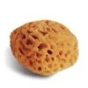 Natural Sponge — 14 Cm -Golden Store NaturalSpongeE2809414cm